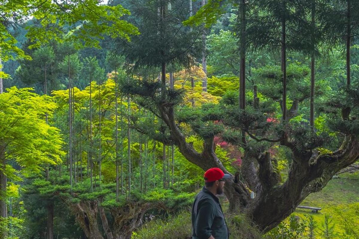 um homem está tirando uma foto de uma árvore