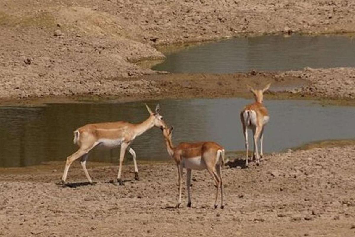 תמונה מספר 5 של האטרקציה