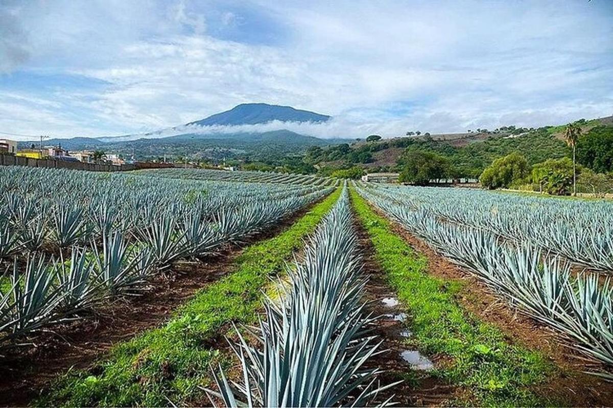 一片绿色植物田野，背景是一座山