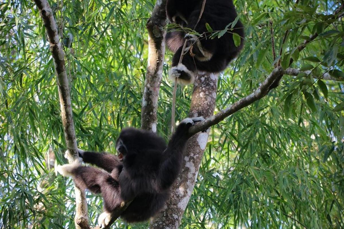 sekumpulan monyet duduk di atas pokok