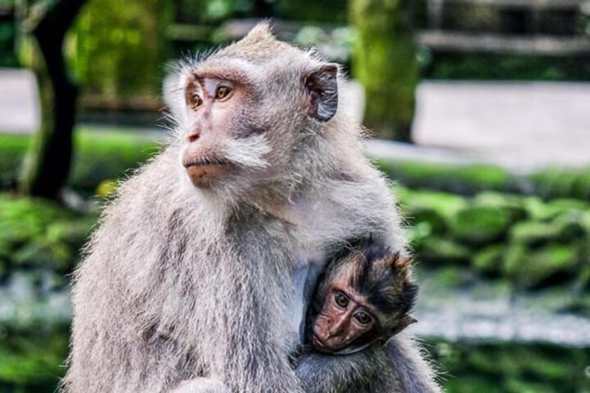 Opica gleda navzgor, medtem ko drži opičjega mladiča