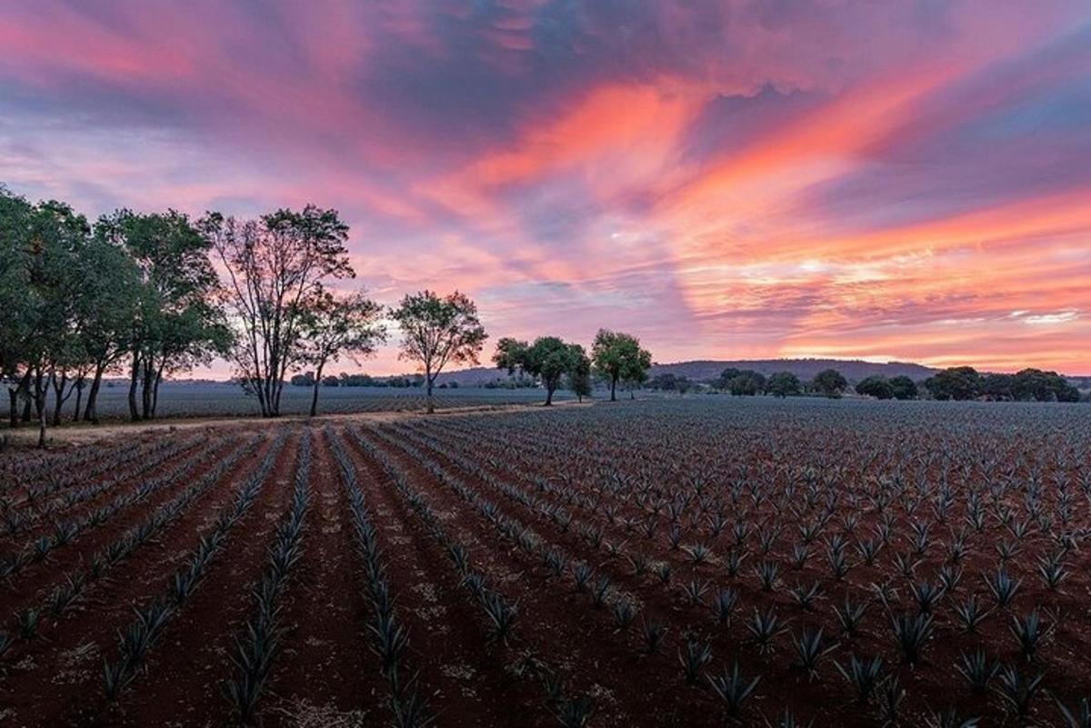 a field of crops with a sunset in the background