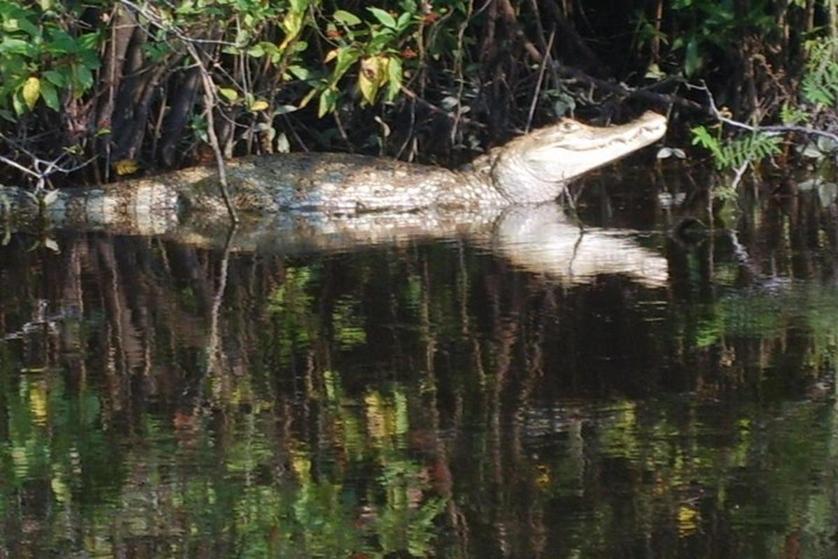 Photo de l’attraction numéro 6.