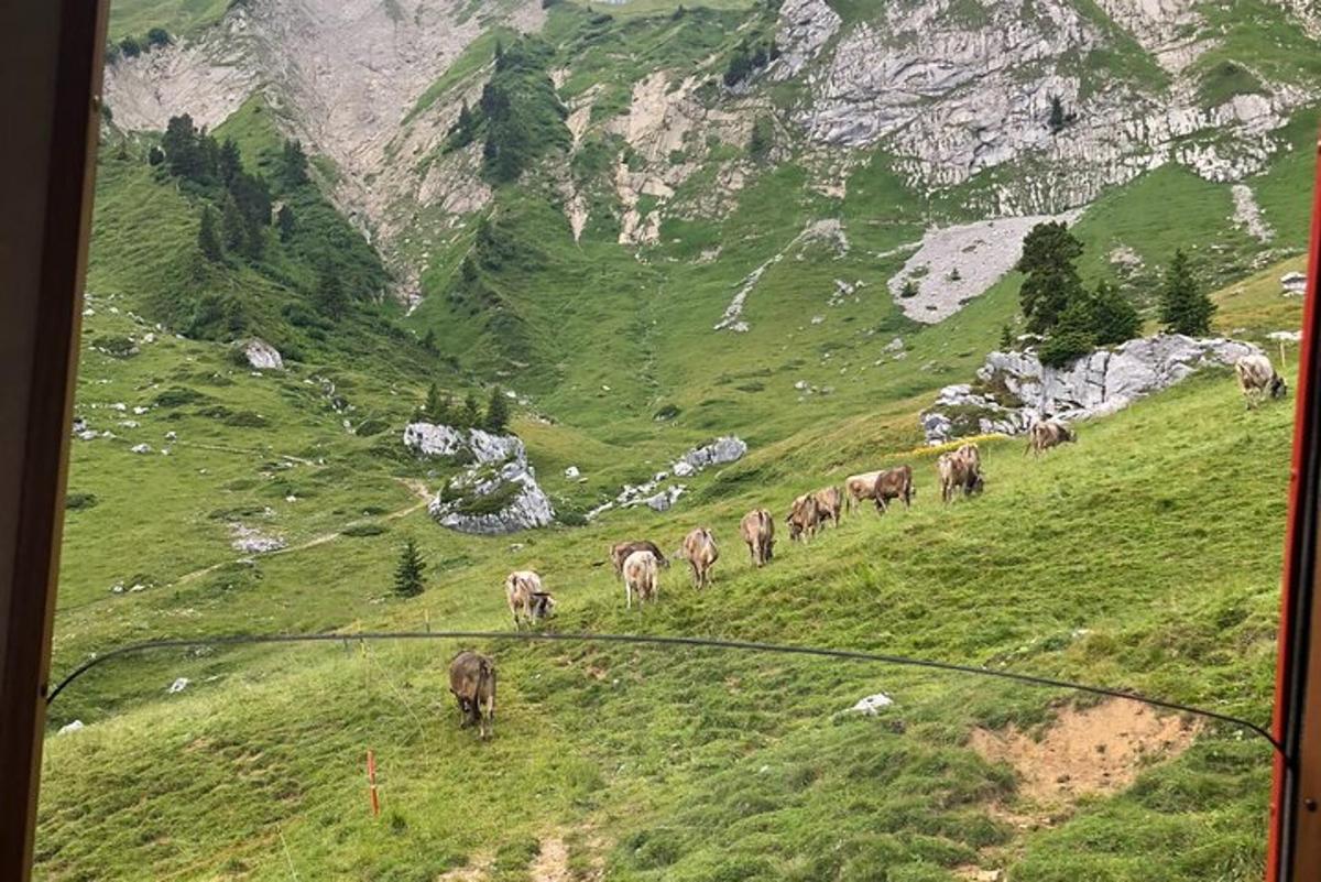 rohtunud künkal jalutav loomakari