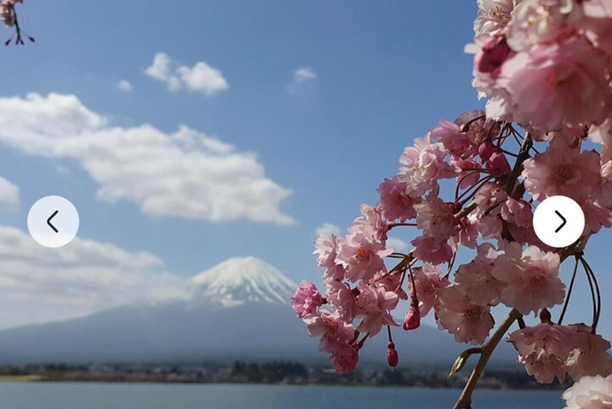 un albero con fiori rosa e una montagna sullo sfondo