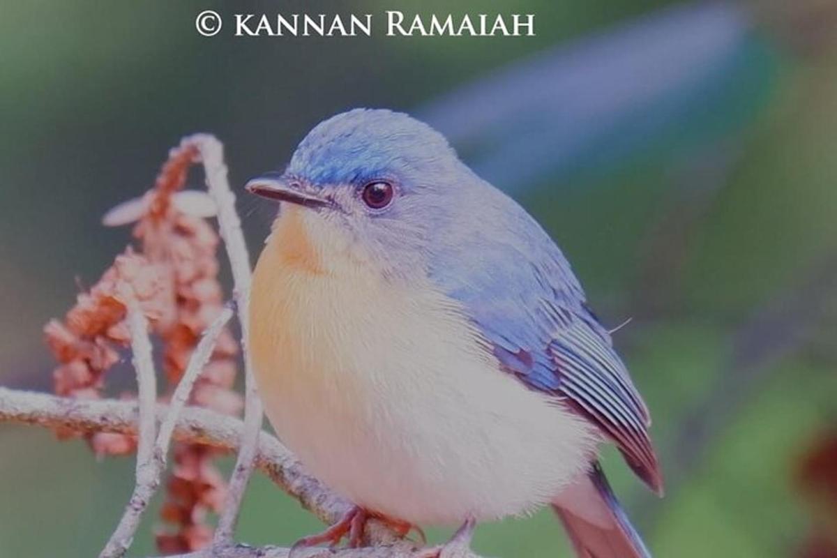a blue and white bird sitting on a tree branch