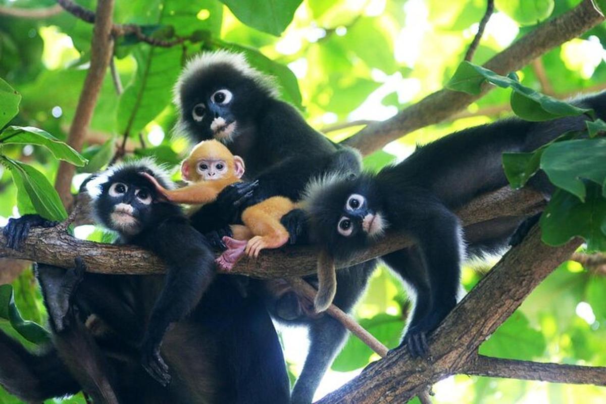 Un grupo de monos sentados en la rama de un árbol.