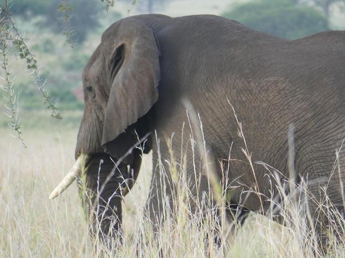an elephant walking through a field of tall grass