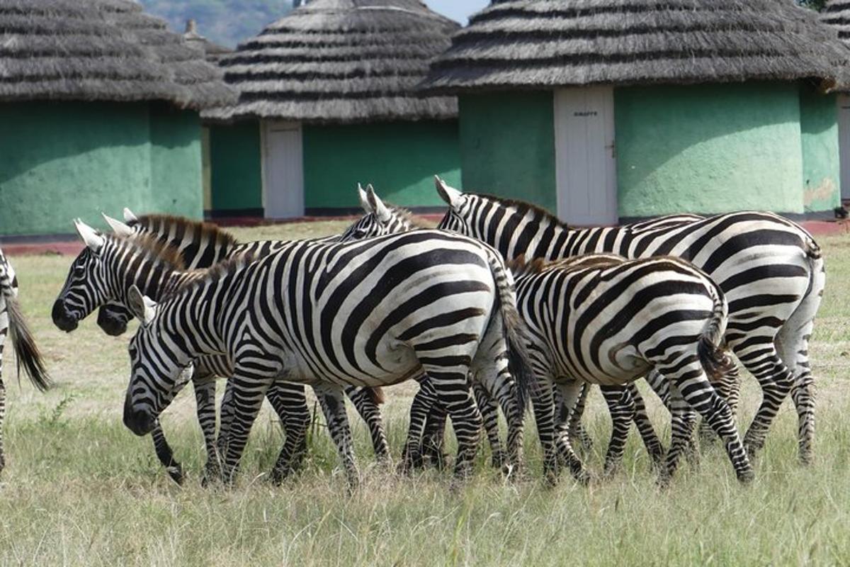 eine Herde Zebras, die über eine Grasfläche laufen
