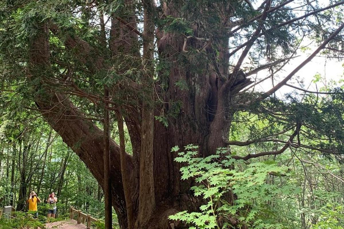 a large tree with people standing next to it