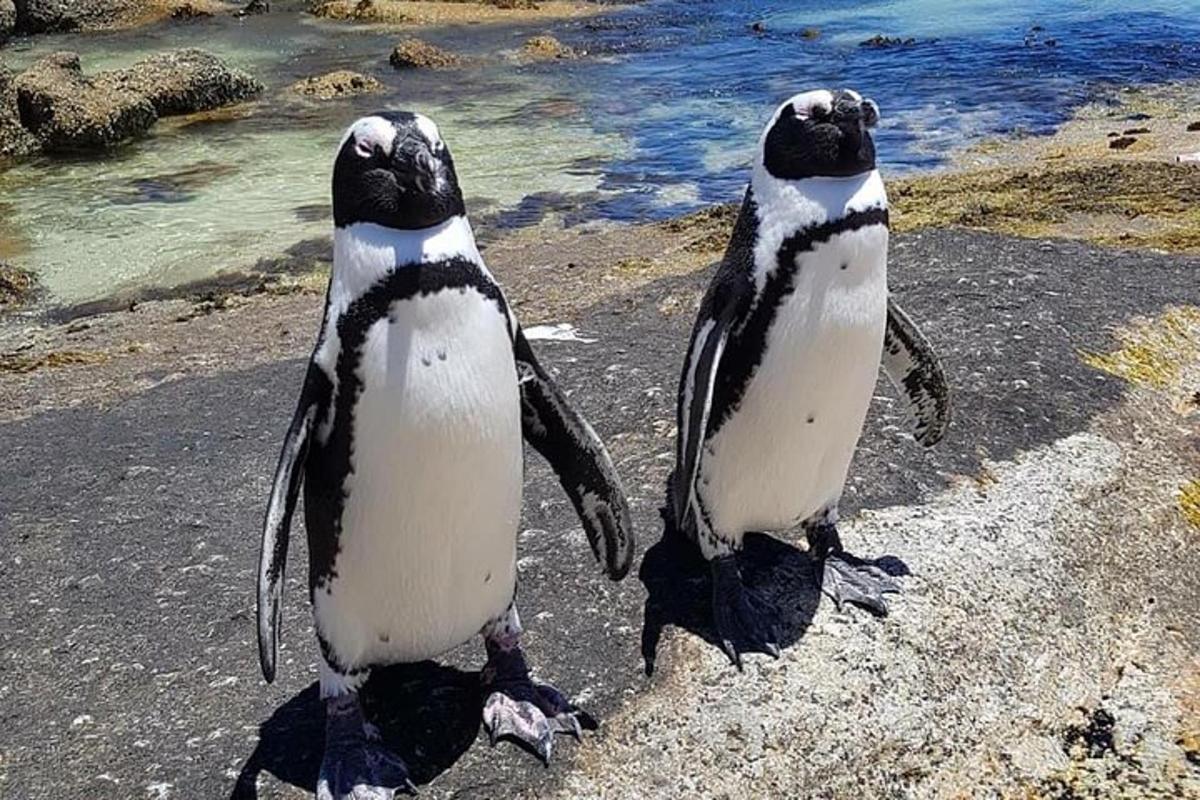 to pingviner som står ved siden av hverandre på stranden