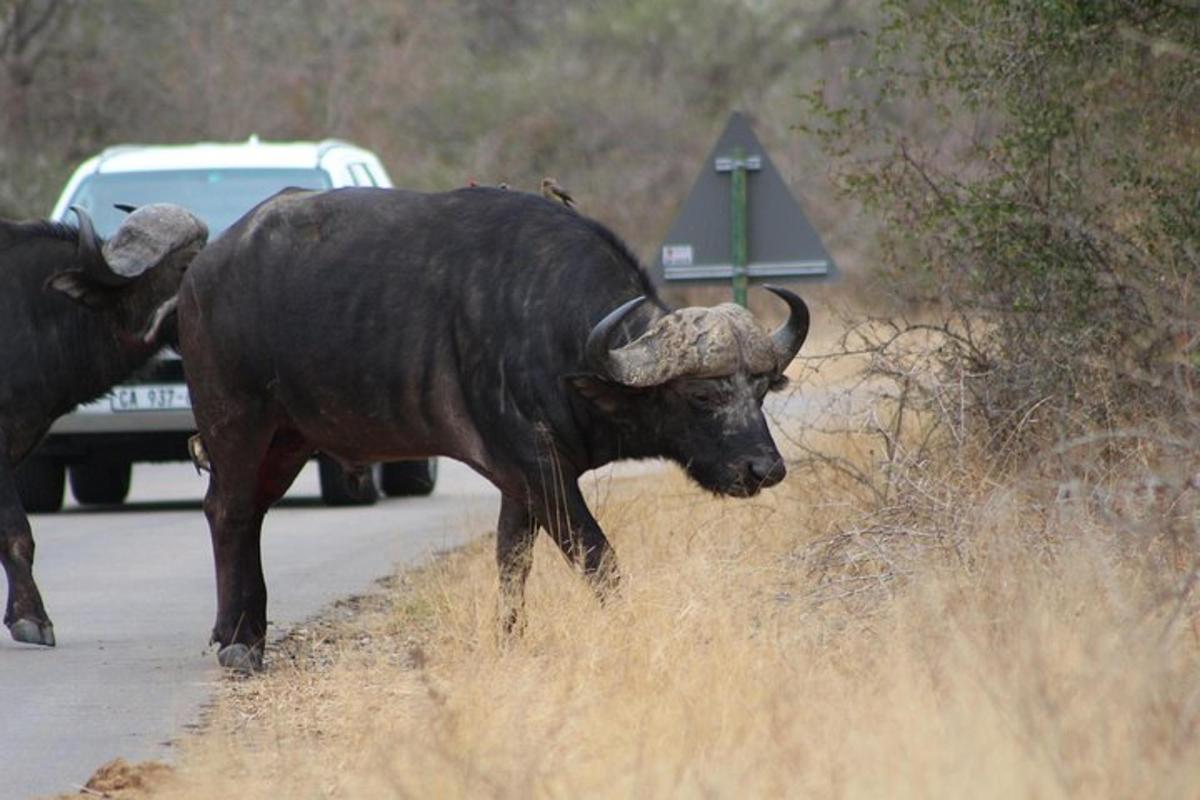 due animali in piedi sul ciglio di una strada