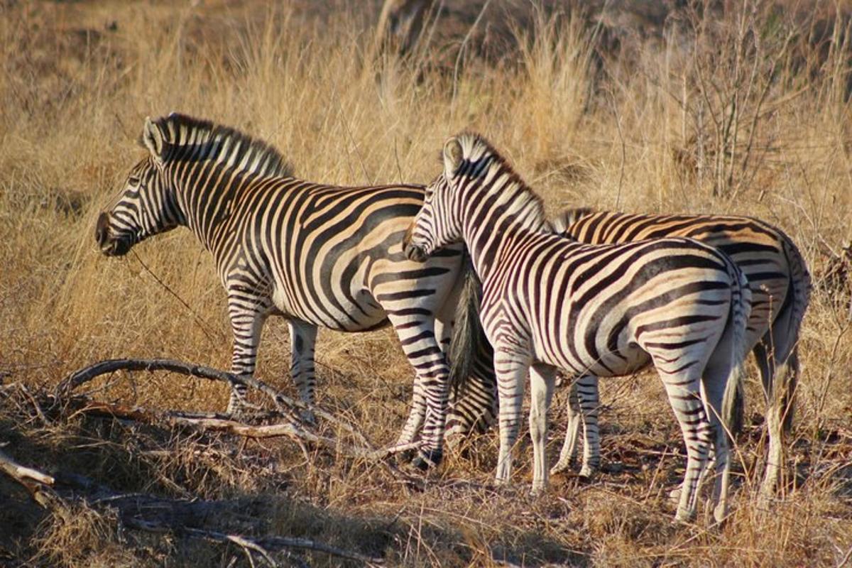 tre zebre in piedi in un campo di erba alta