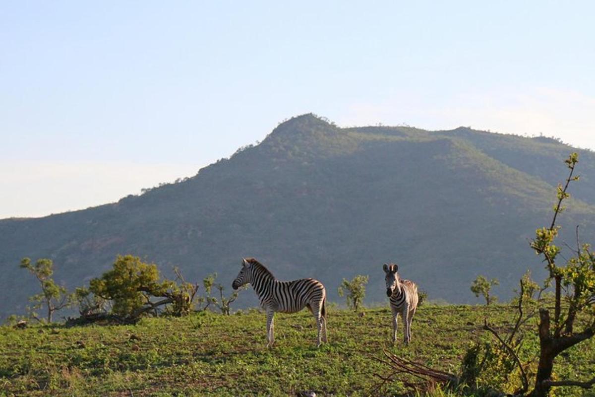 due zebre in piedi in un campo con una montagna sullo sfondo