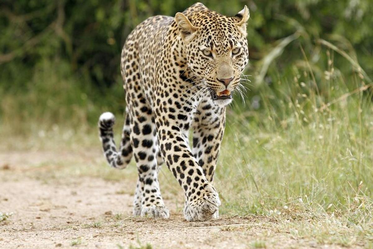 un leopardo che cammina su una strada sterrata