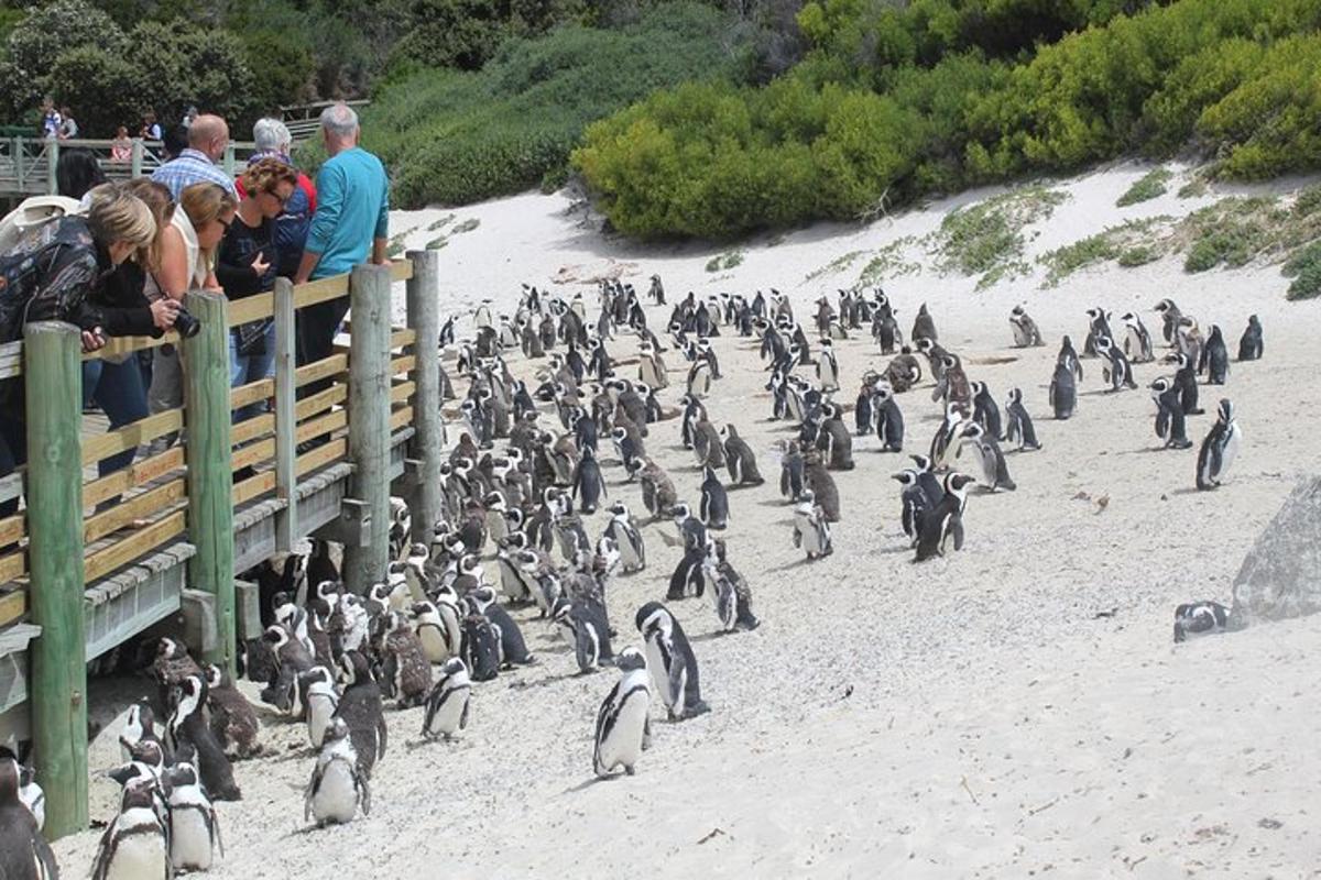 a group of people looking at a bunch of penguins
