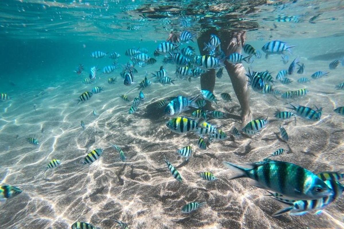un uomo che dà da mangiare a un gruppo di pesci nell'oceano