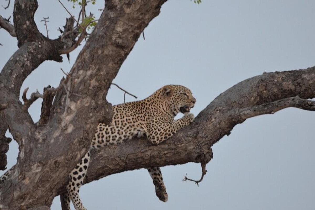 leopard istub puuoksal