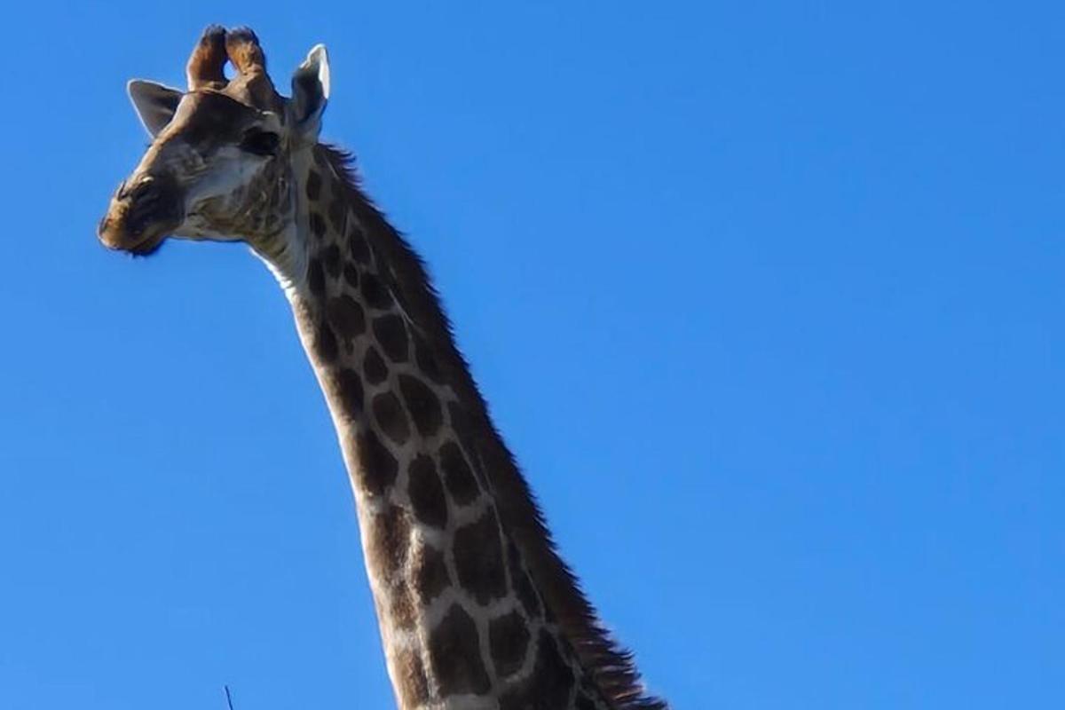 egy zsiráf kék éggel a háttérben
