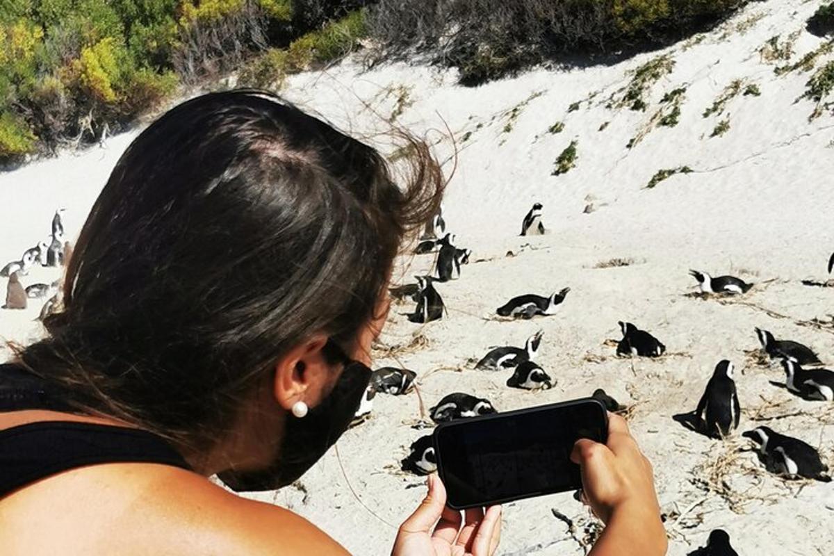 naine pildistab rannas pingviine