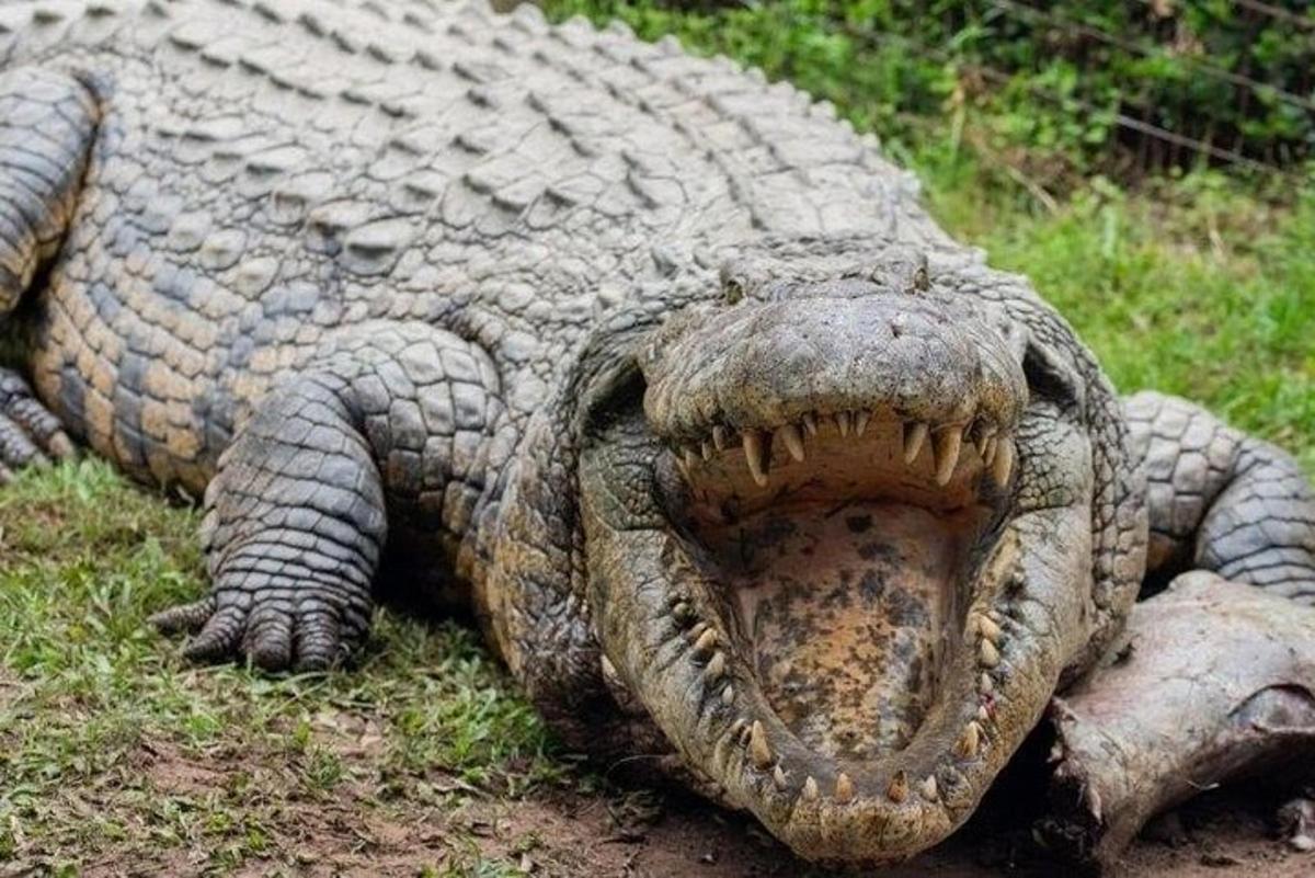 un grande alligatore sdraiato sull'erba con la bocca