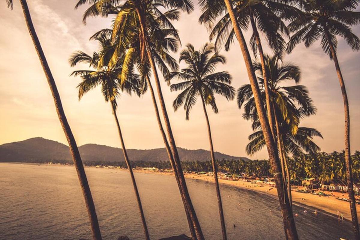 isang grupo ng mga palm tree sa isang beach