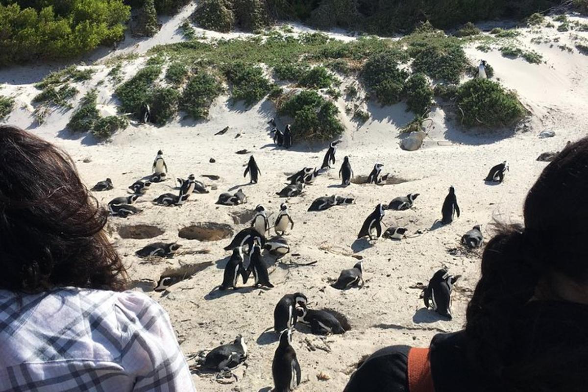 a group of penguins on a sandy beach