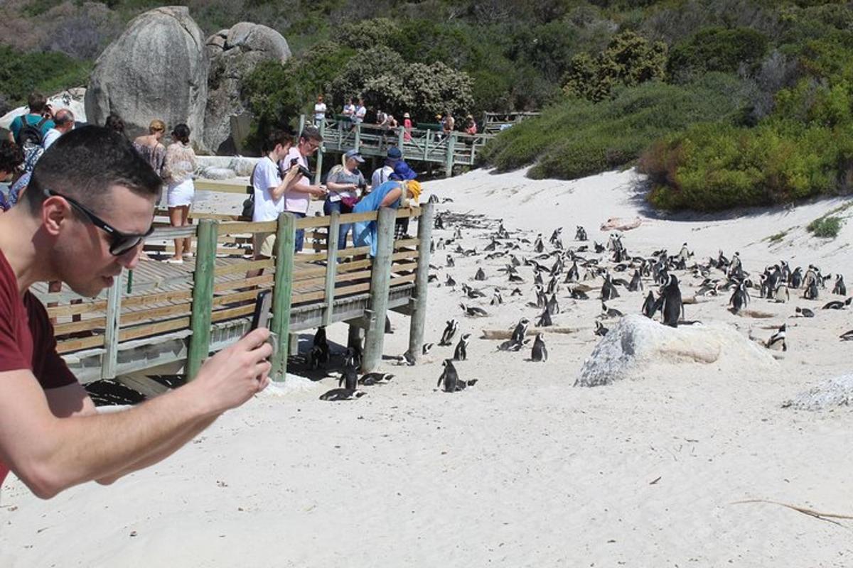 un uomo che dà da mangiare a uno stormo di pinguini su una spiaggia