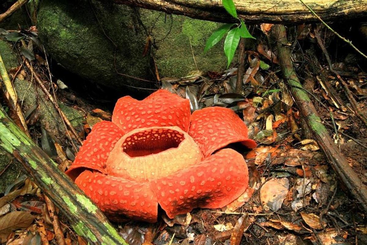 een gevulde paddenstoel op de grond in het bos