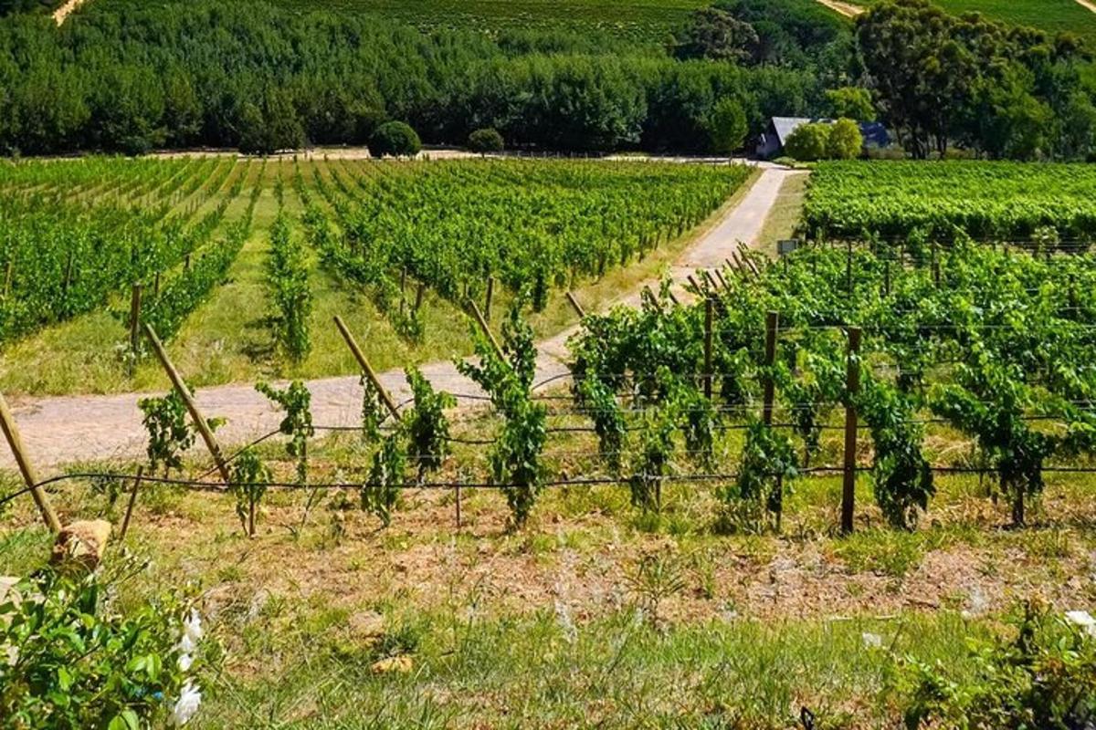 um campo de cultivo com uma estrada no meio