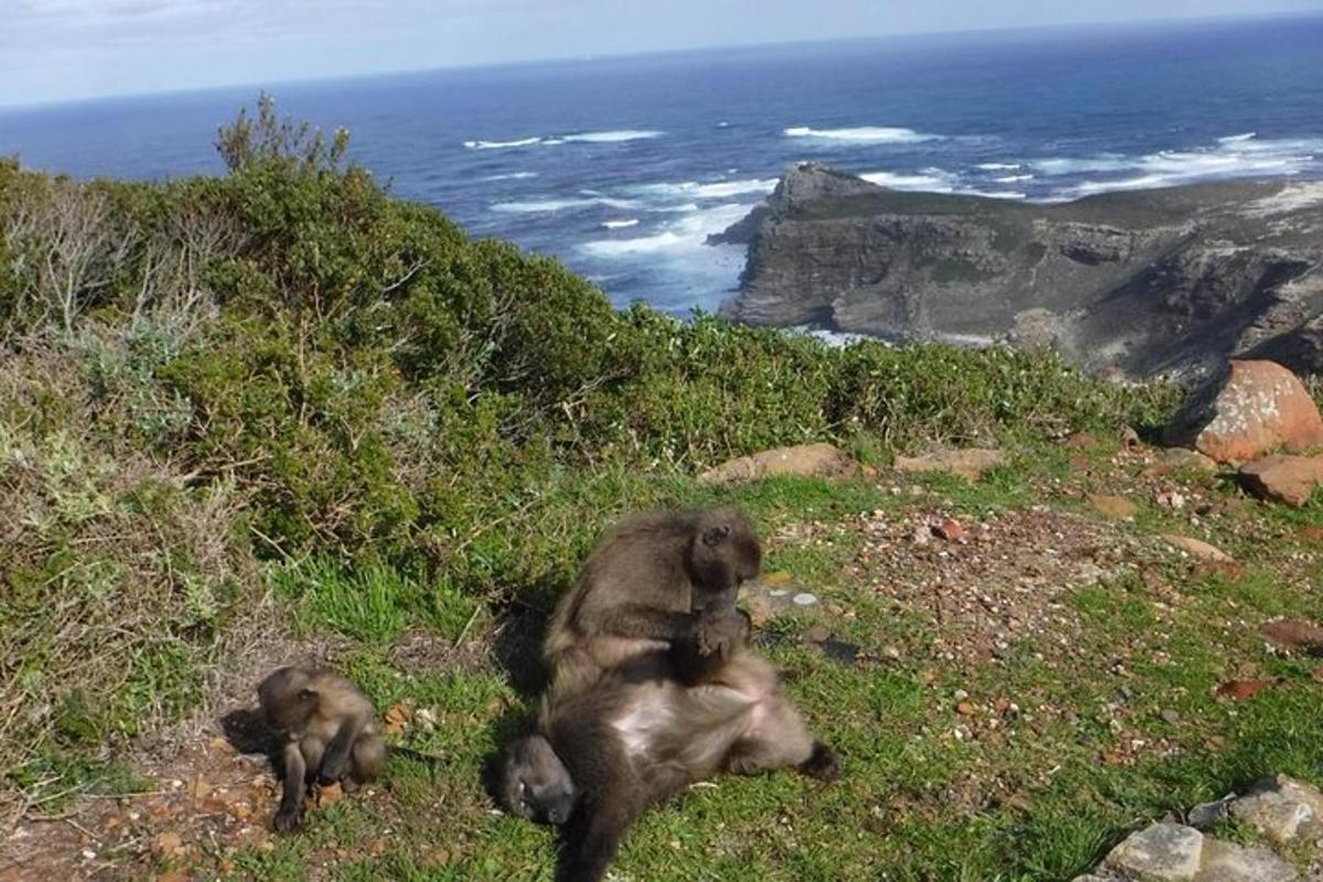 dua ekor monyet berbaring di atas bukit di sebelah lautan