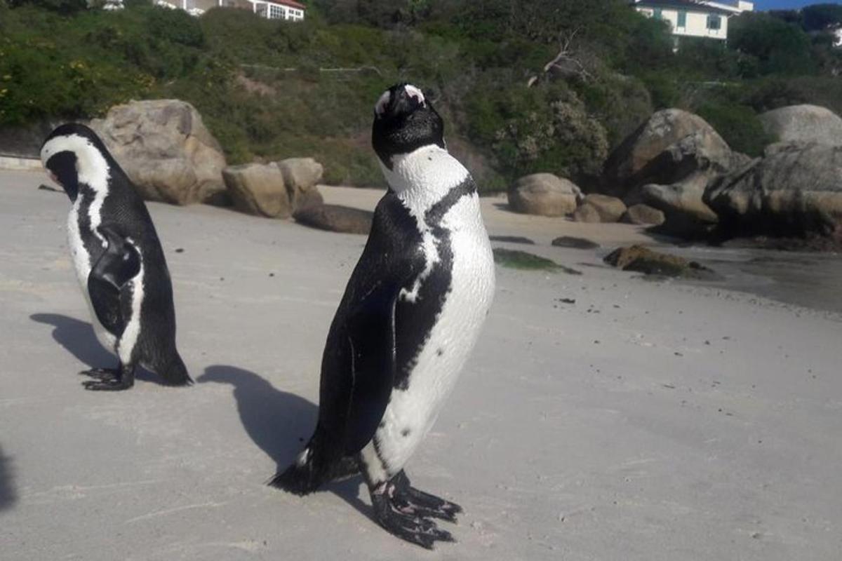 dua penguin berdiri di atas pasir di pantai