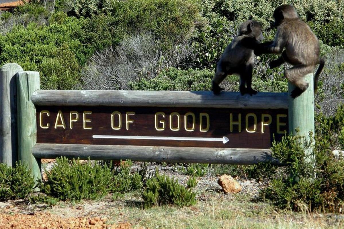 two chimpanzees standing on top of a sign