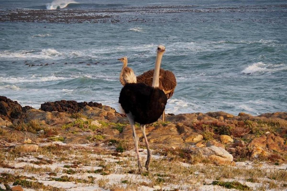 dua burung unta berdiri di atas batu berhampiran lautan