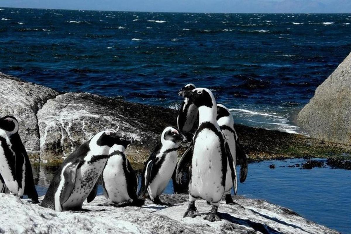 Skupina tučňáků stojících na skalách poblíž oceánu