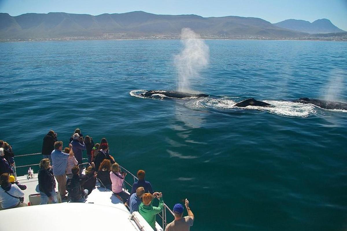 ボートに乗って水中のクジラを眺める人々のグループ