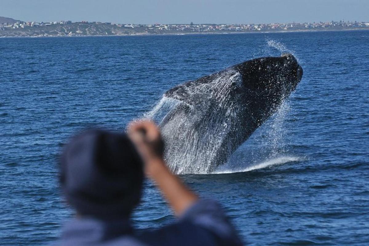 手を上げてクジラを見つめる男性