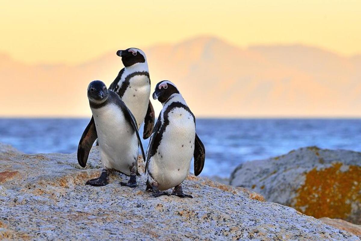 tatlong penguin na nakatayo sa isang bato malapit sa karagatan