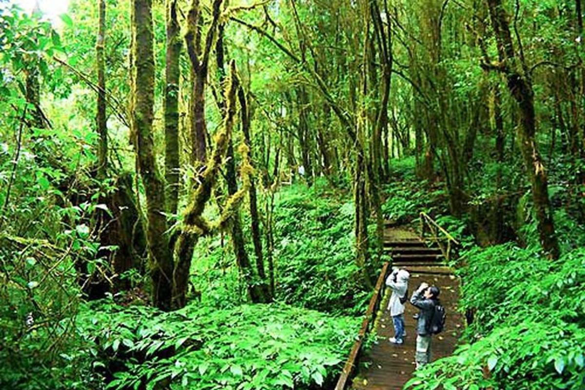a group of people walking on a trail in a forest