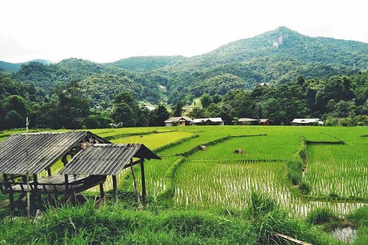 a field with a hut in the middle of a field