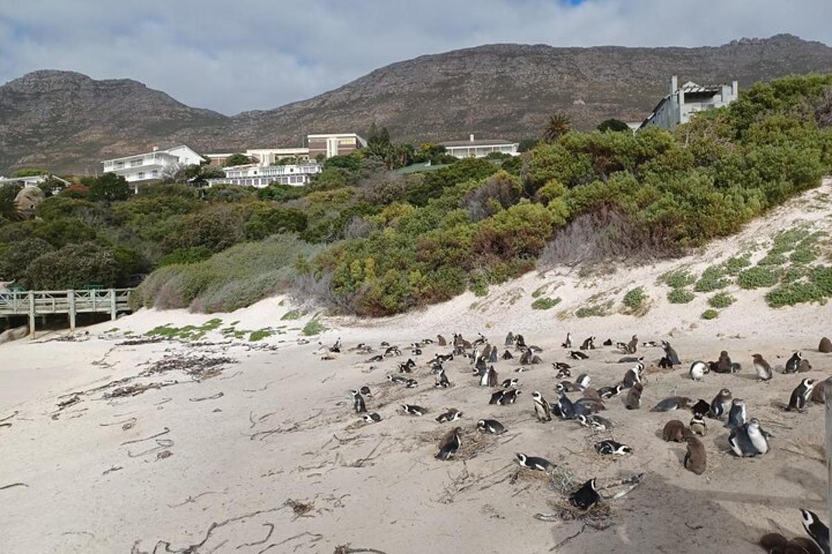 un grup de pingüins asseguts a la platja