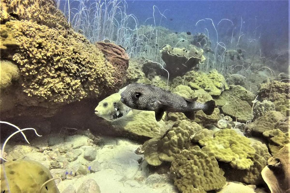 Lankytinos vietos ar pramogos nuotrauka numeris 4