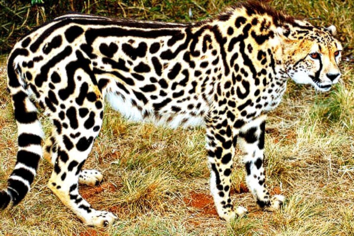 seekor cheetah berdiri di rerumputan di ladang