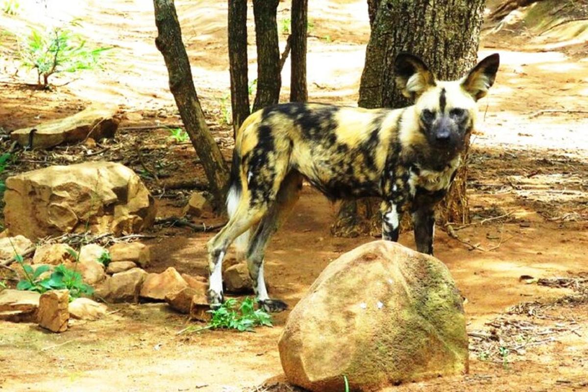 un gos dret al costat d'una roca al bosc