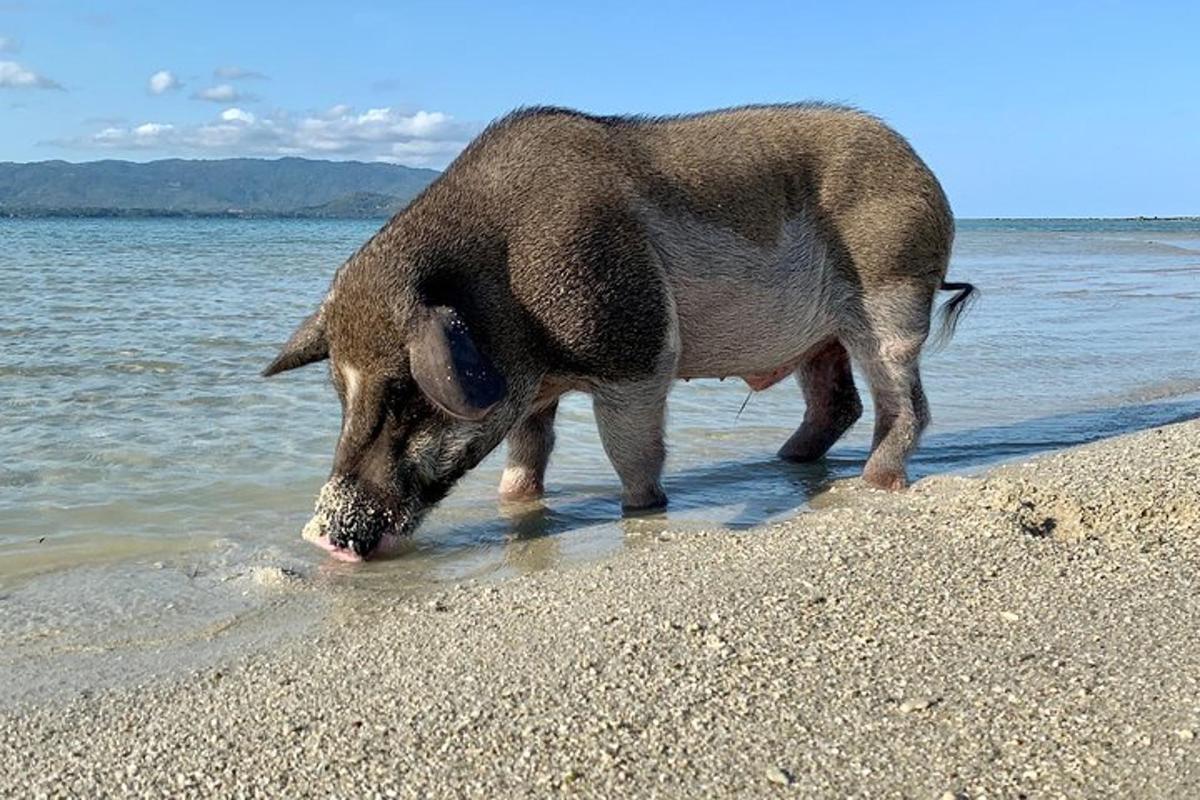 a pug dog standing on the beach drinking water