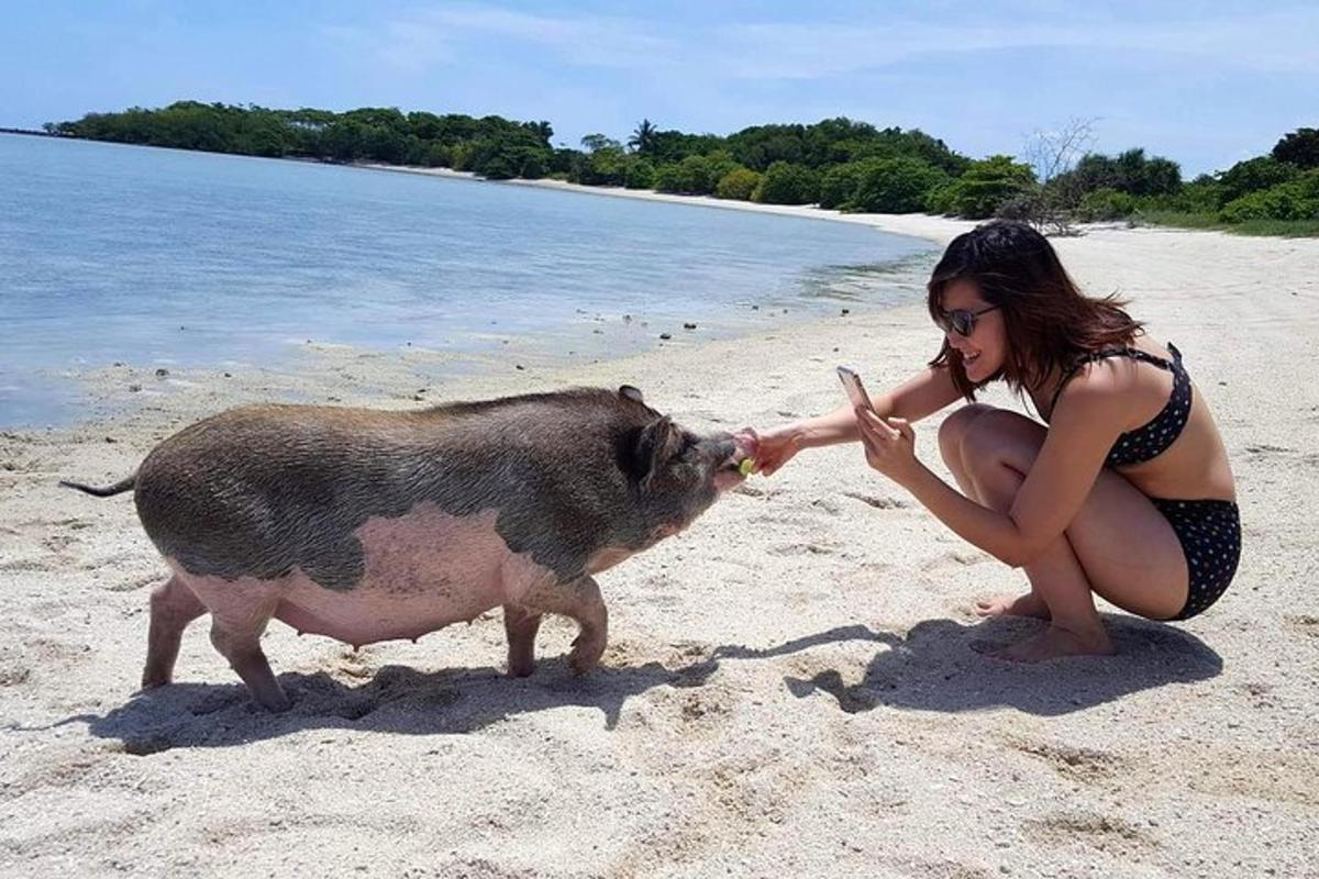 a woman is petting a pig on a beach