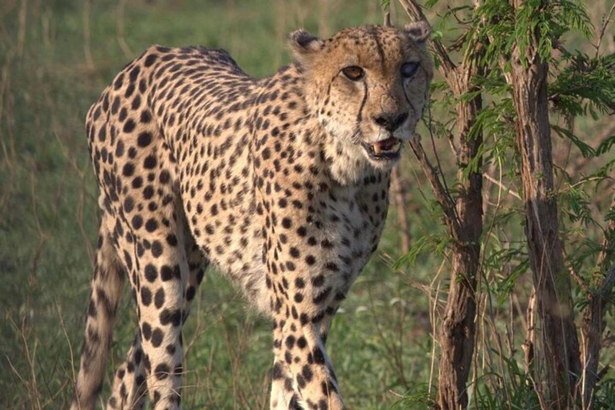 gepard seisab puu kõrval