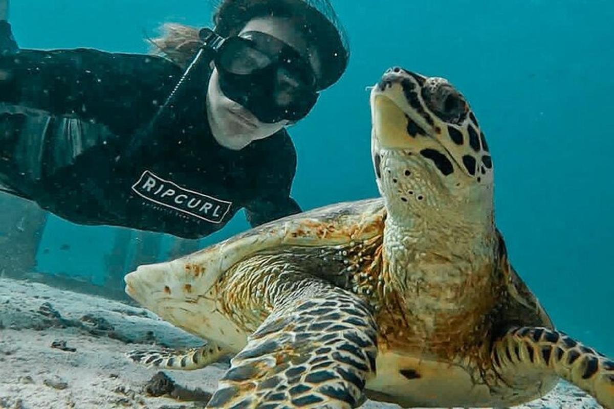 un subacqueo sta osservando una tartaruga nell'acqua