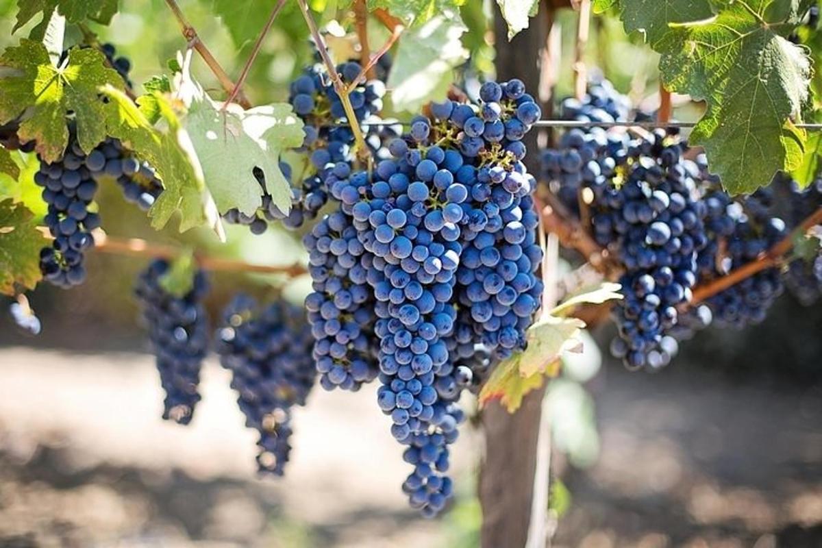 Un racimo de uvas azules colgando de un árbol