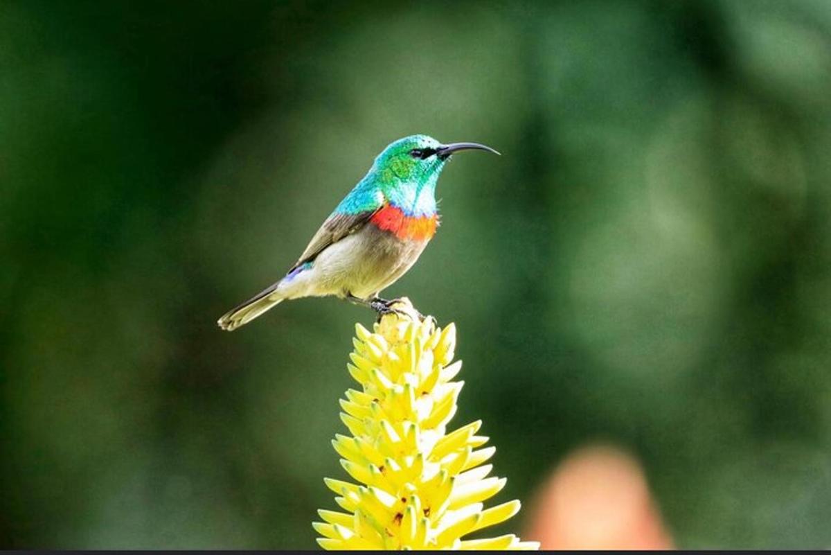 kolibri, ki sedi na vrhu rumenega cveta